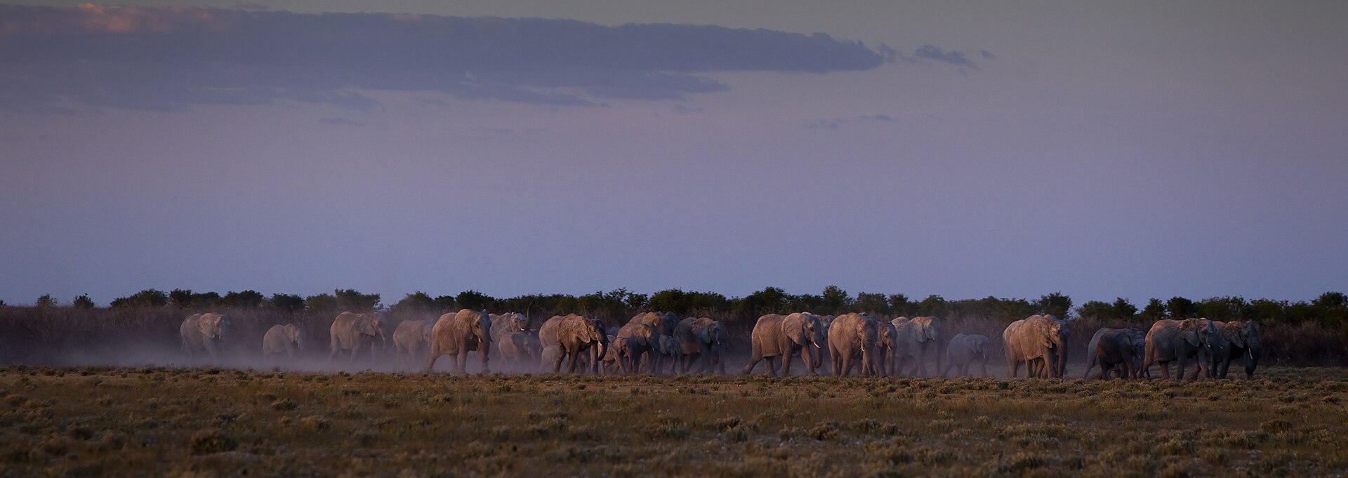 Elephants moving toward a waterhole in Etosha at dusk